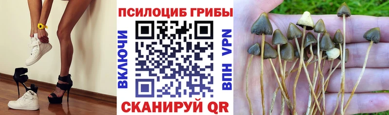 Псилоцибиновые грибы Magic Shrooms  где купить наркоту  mega ссылка  Аргун 